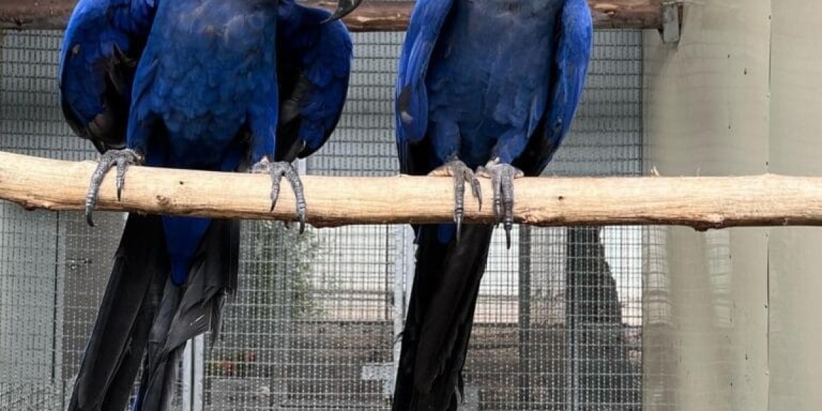 5 Killer Quora Answers To Macaw Cage