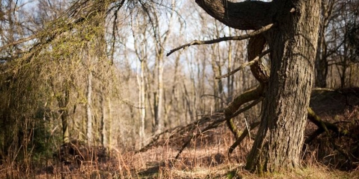Humangenre-Hormon (HGH): Nutzen, Risiken und Anwendungsgebiete