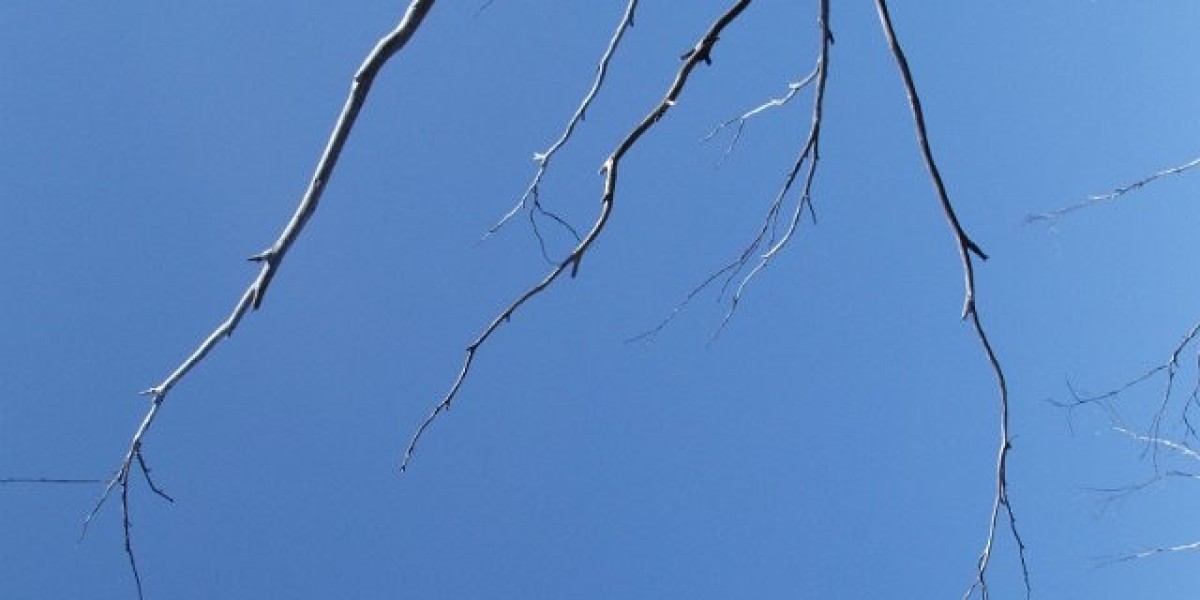 Rocketplay no Deposit Bonus 2025